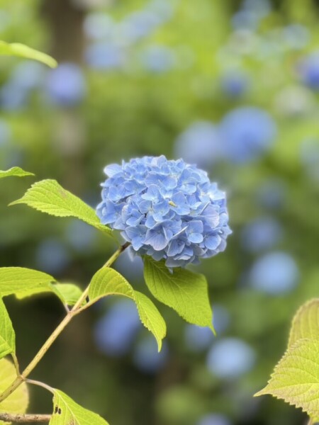 鎌倉・明月院のあじさい　2025年6月8日　撮影：MKタクシー