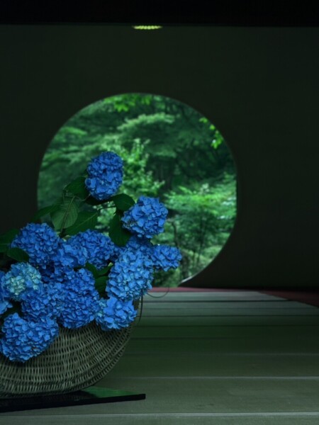 鎌倉・明月院のあじさい　2025年6月8日　撮影：MKタクシー