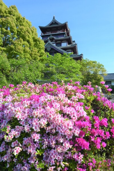 ツツジと新緑シーズンの伏見桃山城　2023年4月28日　撮影：MKタクシー