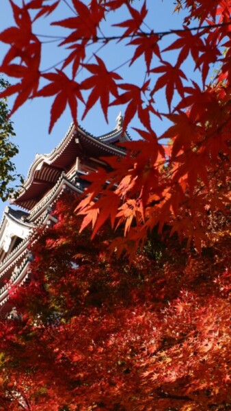 伏見桃山城の紅葉　2019年11月23日　撮影：MKタクシー