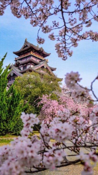伏見桃山城の桜　2024年4月5日　撮影：MKタクシー
