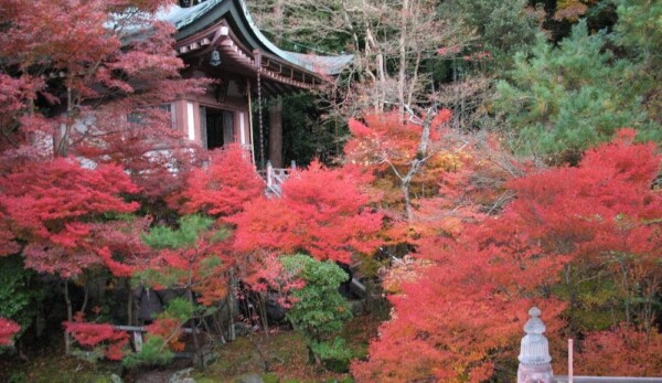 毘沙門堂門跡・高台弁才天のドウダンツツジの紅葉　2008年11月25日　撮影：MKタクシー