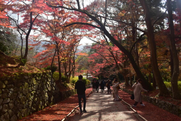 毘沙門堂門跡・勅使坂の散紅葉　2019年11月30日　撮影：MKタクシー