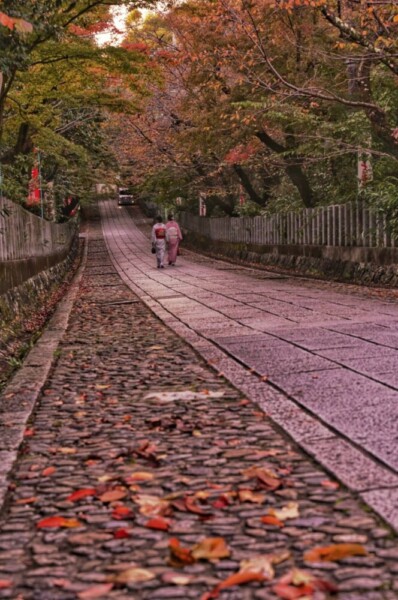 向日神社の紅葉　2023年11月17日　撮影：MKタクシー