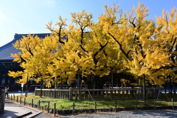 西本願寺の御影堂と逆さ銀杏　2024年12月2日　撮影：MKタクシー