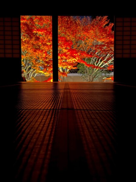 妙顕寺の紅葉ライトアップ　2023年12月1日　撮影：MKタクシー