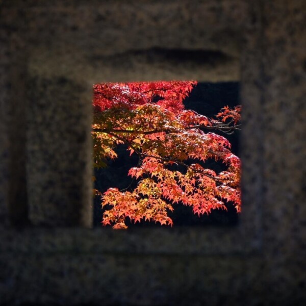 善峯寺の紅葉　2020年11月9日　撮影：MKタクシー