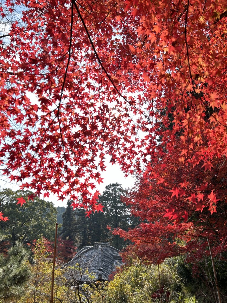 十輪寺の高台から見下ろす鳳輦形の本堂と紅葉　2024年12月3日　撮影：MKタクシー