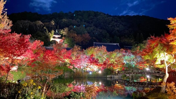 永観堂の紅葉ライトアップ　2023年11月24日　撮影：MKタクシー