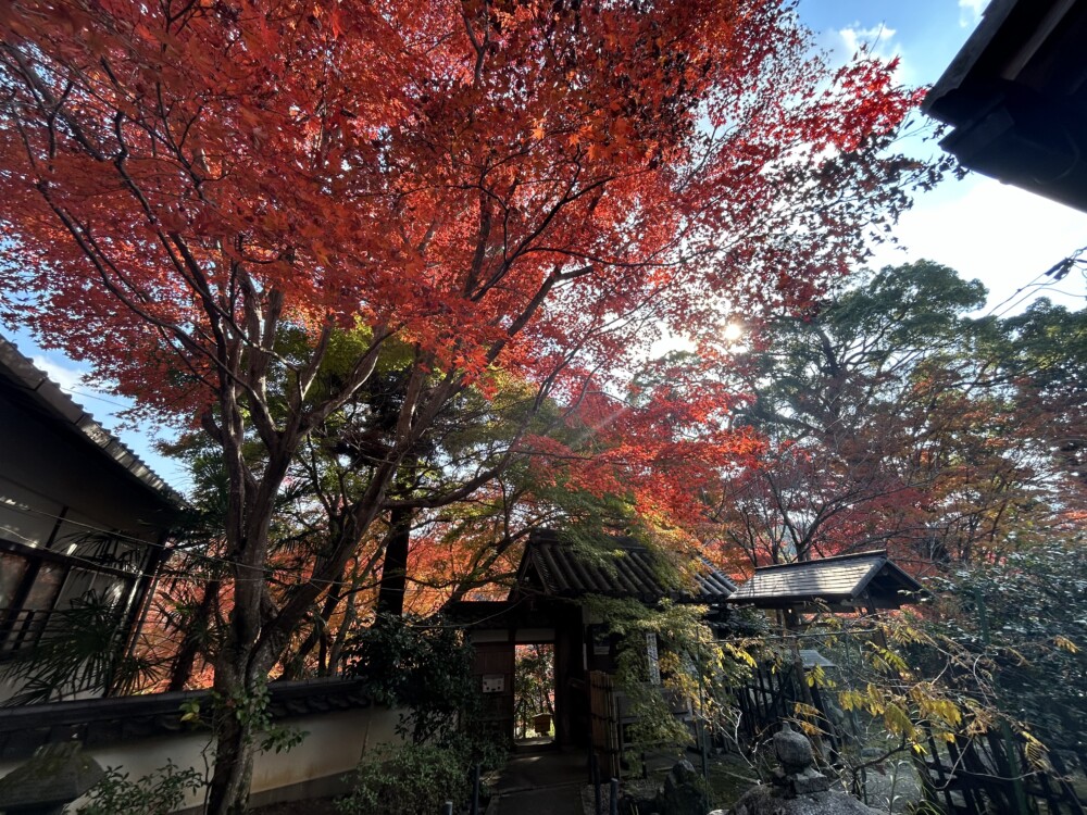 十輪寺の紅葉　2024年12月3日　撮影：MKタクシー