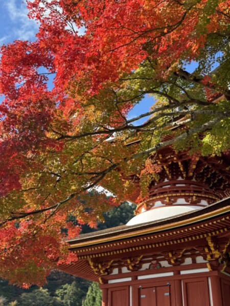 善峯寺の多宝塔と紅葉　2024年11月18日　撮影：MKタクシー