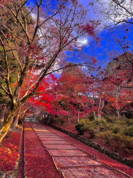 毘沙門堂門跡・勅使坂の散紅葉　2022年11月27日　撮影：MKタクシー