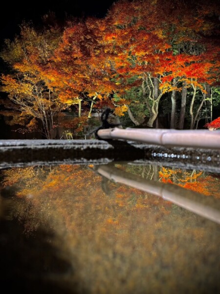 妙顕寺の紅葉ライトアップ　2023年12月1日　撮影：MKタクシー