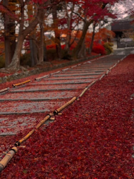毘沙門堂門跡・勅使坂の散紅葉　2022年11月27日　撮影：MKタクシー