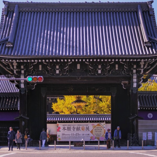 堀川通から見た西本願寺の逆さ銀杏　2023年11月24日　撮影：MKタクシー