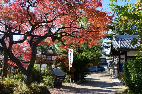 離宮八幡宮（大山崎町）の紅葉　2024年12月8日　撮影：MKタクシー