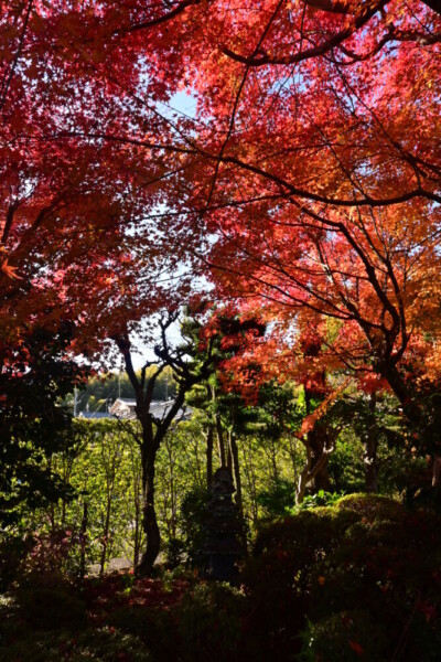 洞雲寺（西京区樫原）の紅葉　2024年12月8日　撮影：MKタクシー