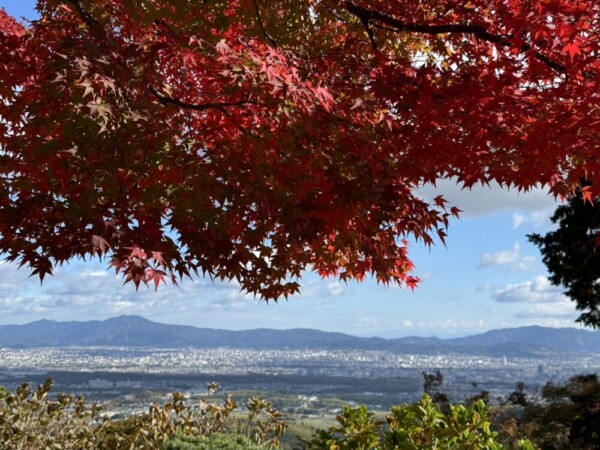 善峯寺の境内から眺める京都盆地の大展望と紅葉　2024年11月18日　撮影：MKタクシー