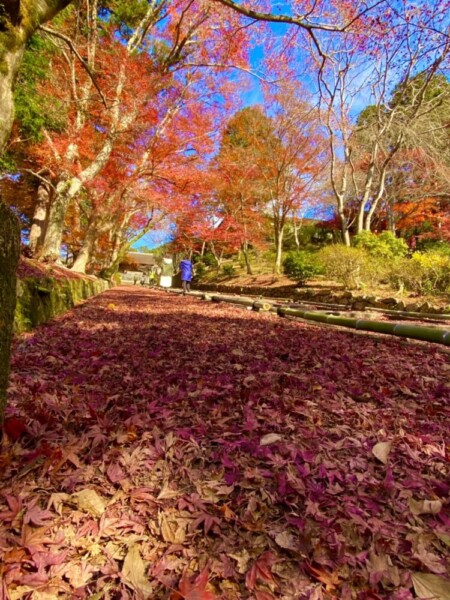 毘沙門堂門跡・勅使坂の散紅葉　2021年11月30日　撮影：MKタクシー