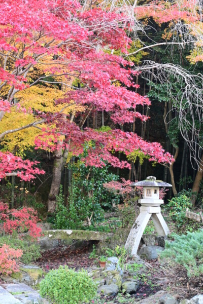 天鏡院の紅葉　2024年12月8日　撮影：MKタクシー