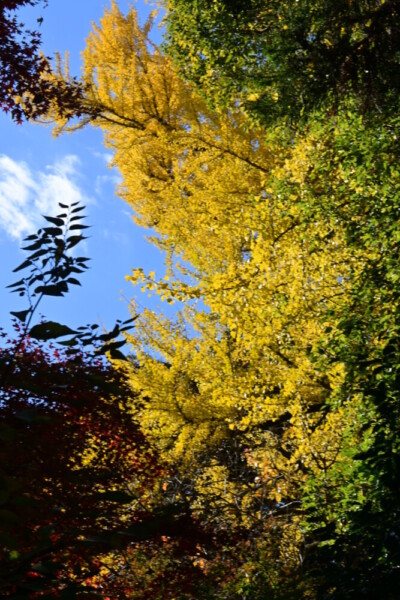 宝積寺の紅葉　2024年12月8日　撮影：MKタクシー