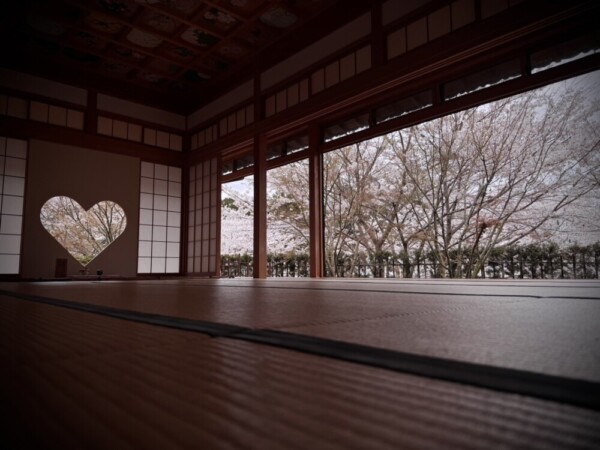 桜シーズンの正寿院の客殿　2024年4月8日　撮影：MKタクシー