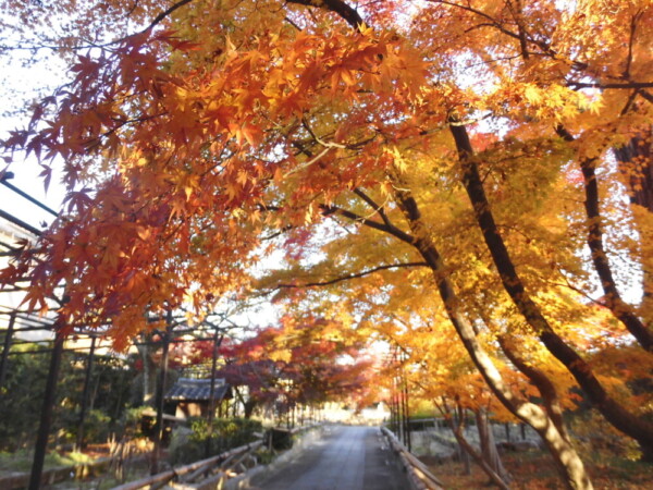 乙訓寺の紅葉　2016年12月3日　撮影：MKタクシー
