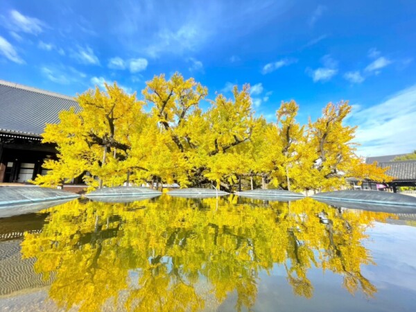 水面に映った逆さ銀杏　2023年11月24日　撮影：MKタクシー