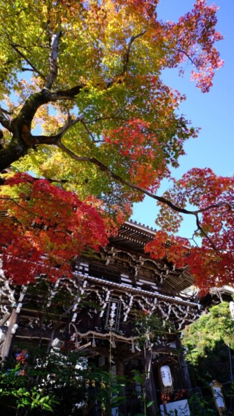 善峯寺の山門と紅葉　2020年11月9日　撮影：MKタクシー