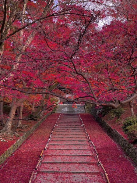 毘沙門堂門跡・勅使坂の散紅葉　2022年11月27日　撮影：MKタクシー