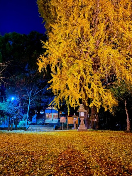 三栖神社のイチョウライトアップ　2021年12月10日　撮影：ＭＫタクシー