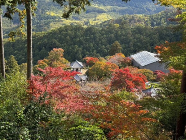 開山堂などを見下ろす　2024年11月18日　撮影：MKタクシー