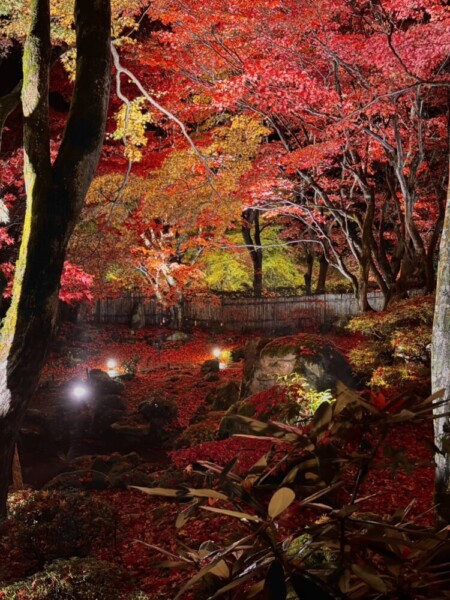 教林坊（近江八幡市）の紅葉ライトアップ　2024年12月8日　撮影：MKタクシー