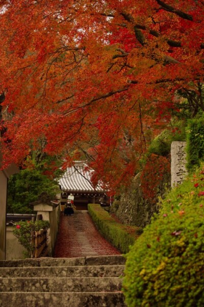 善峯寺の阿弥陀堂と紅葉　2020年11月9日　撮影：MKタクシー