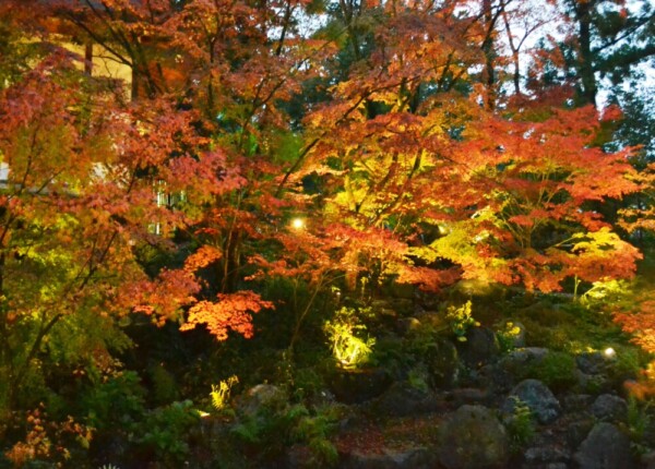 長岡天満宮・錦景苑の紅葉ライトアップ　見頃　2017年11月18日　撮影：MKタクシー