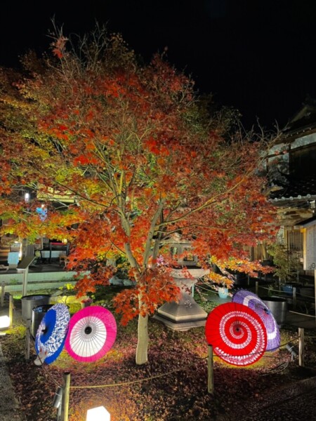 勝林寺の紅葉ライトアップ　2021年11月25日　撮影：MKタクシー