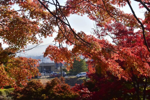 西山公園の紅葉　2020年11月15日　撮影：MKタクシー