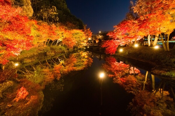 なばなの里（桑名市）の紅葉ライトアップ　2024年12月14日　撮影：MKタクシー