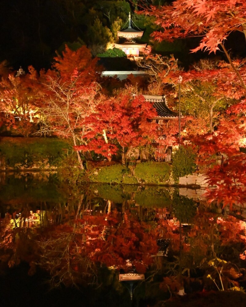 永観堂の紅葉ライトアップ　2022年11月18日　撮影：MKタクシー