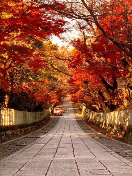 向日神社の紅葉　2019年12月6日　撮影：MKタクシー