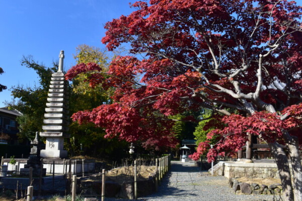 乙訓寺の紅葉　2020年11月15日　撮影：MKタクシー