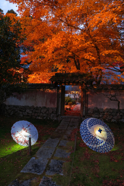 大梅山法常寺の紅葉ライトアップ　2024年11月30日　提供：junichiro.takikawa