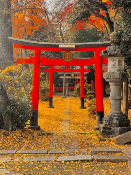 山崎聖天（大山崎町）の紅葉　2021年12月10日　撮影：MKタクシー