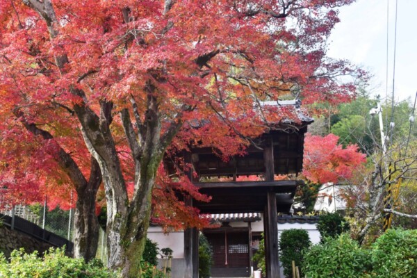 円明寺（大山崎町）の紅葉　2018年12月1日　撮影：MKタクシー