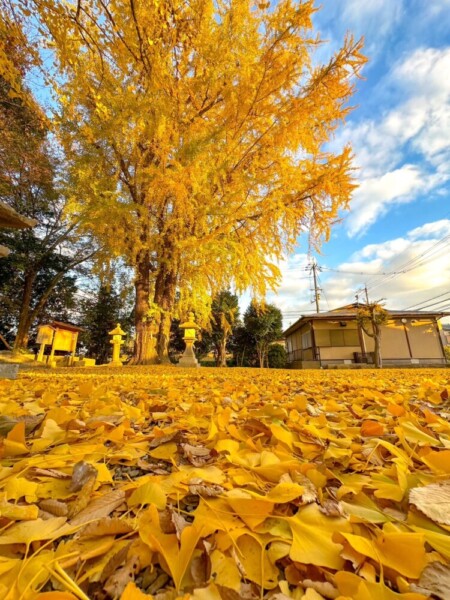 三栖神社のイチョウ　2023年12月9日　撮影：MKタクシー
