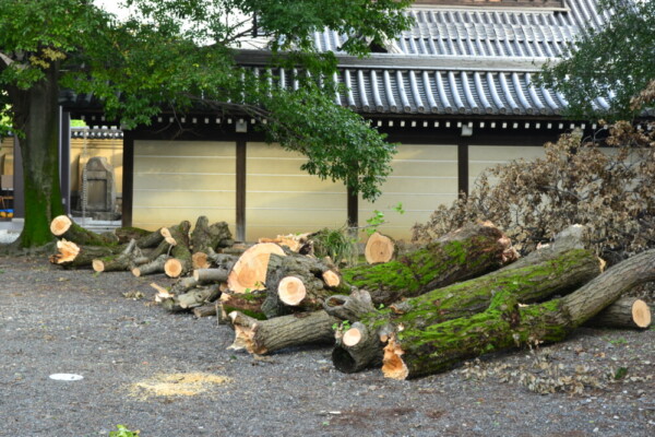 西本願寺境内に並んだイチョウの枝　2017年10月26日　撮影：MKタクシー