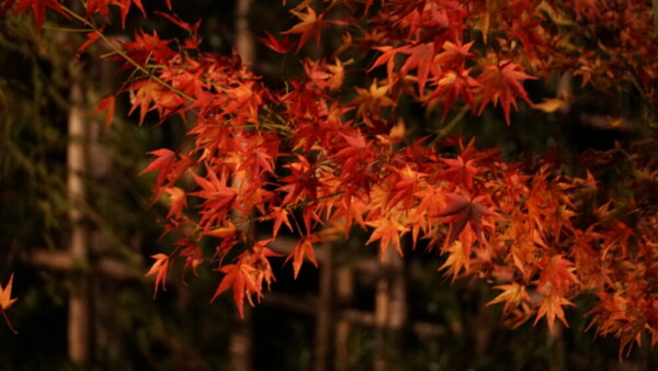 正寿院客殿の紅葉ライトアップ　2021年11月17日　撮影：MKタクシー