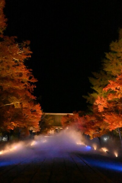 仁和寺の雲海ライトアップ　2023年11月26日　撮影：MKタクシー