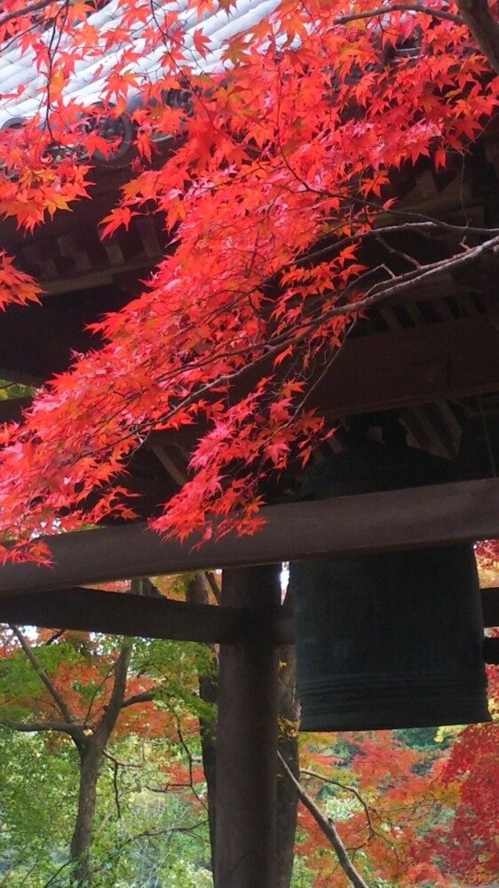 十輪寺の鐘楼と紅葉　2018年11月25日　撮影：MKタクシー