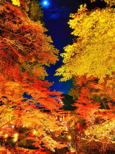 金戒光明寺の紅葉ライトアップ　2020年11月23日　撮影：ＭＫタクシー